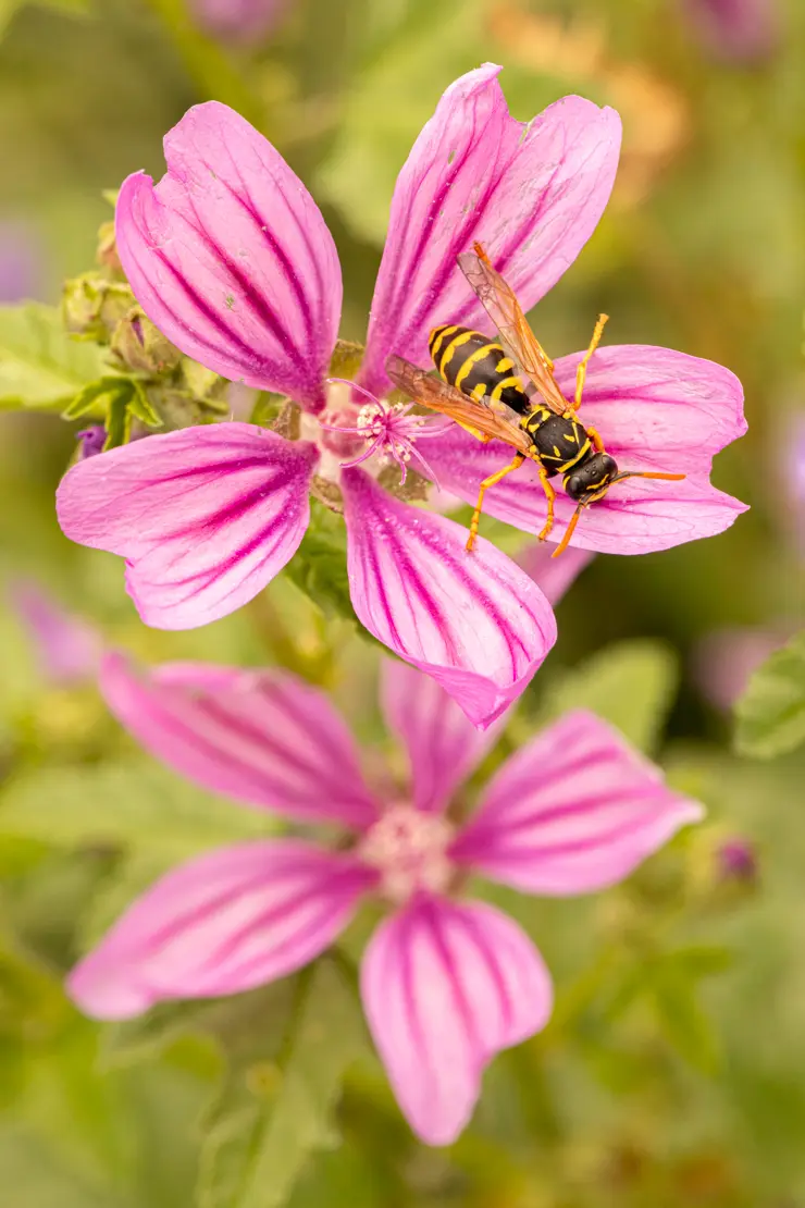 Wilde Malve (Malva sylvestris) [1]